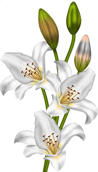 This png image - Lilium Regale Clipart, is available for free download
