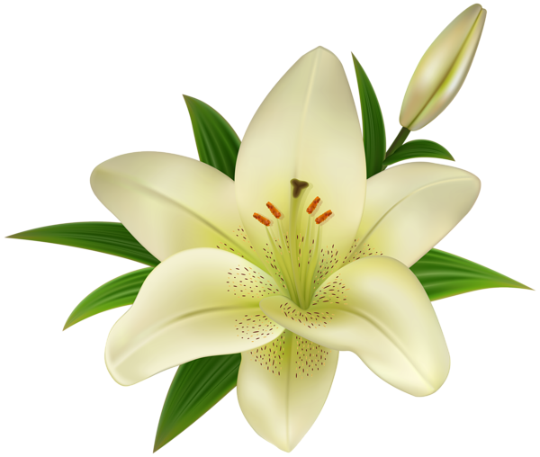 This png image - Lilium Transparent Clip Art, is available for free download
