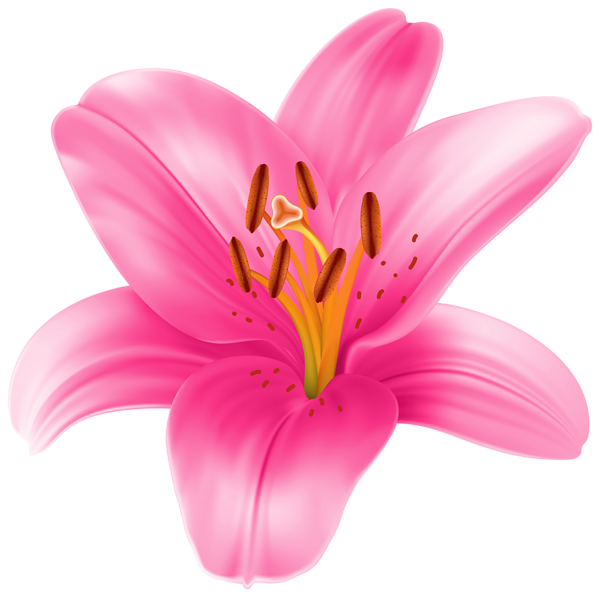 This png image - Lilium Transparent PNG Clip Art Image, is available for free download