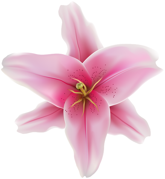 This png image - Lillium Pink Transparent PNG Clip Art Image, is available for free download