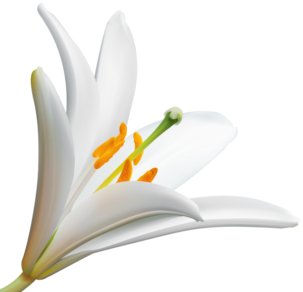 This png image - Lilly Flower PNG Clip Art Image, is available for free download