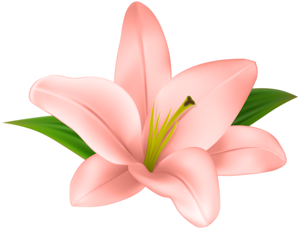 This png image - Lilly Flower Transparent Clip Art, is available for free download