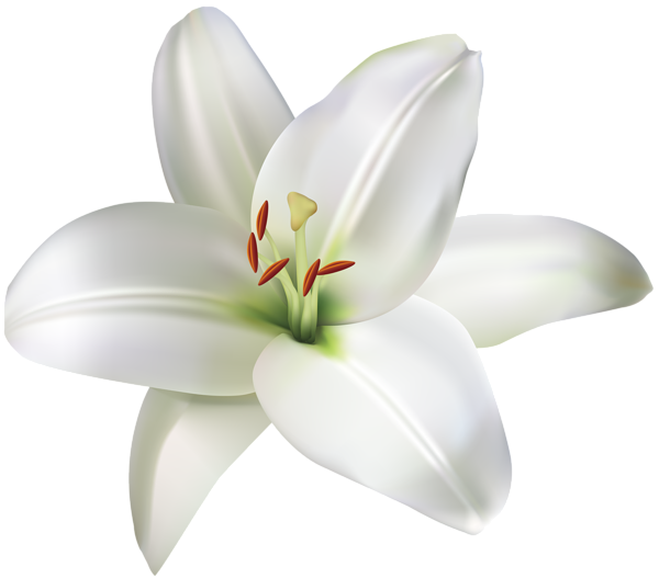 This png image - Lily Flower PNG Clip Art Image, is available for free download