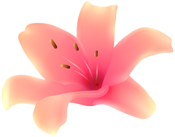 This png image - Lily Flower PNG Transparent Clipart, is available for free download