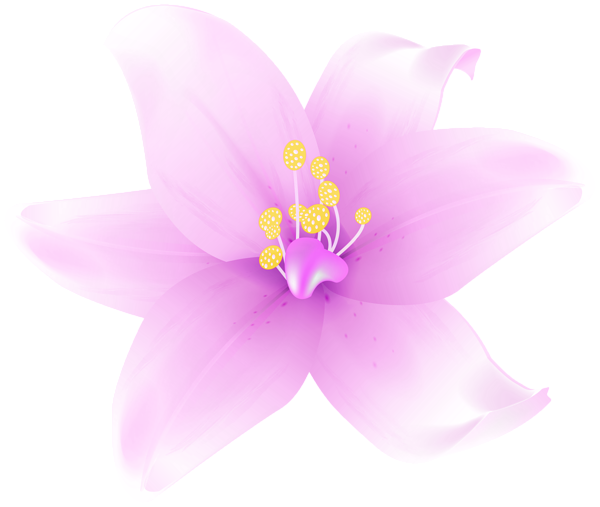 This png image - Lily Flower Pink PNG Transparent Clipart, is available for free download