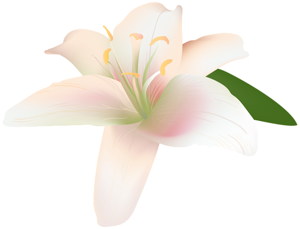 This png image - Lily Flower Transparent Clip Art Image, is available for free download