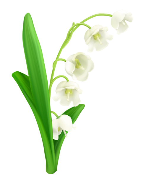 This png image - Lily Of The Valley PNG Clipart, is available for free download