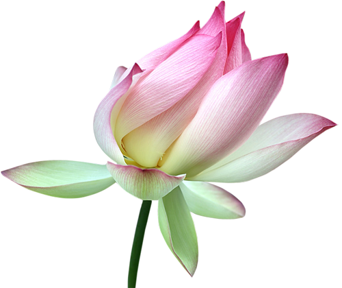 This png image - Lotus Bud Clipart, is available for free download