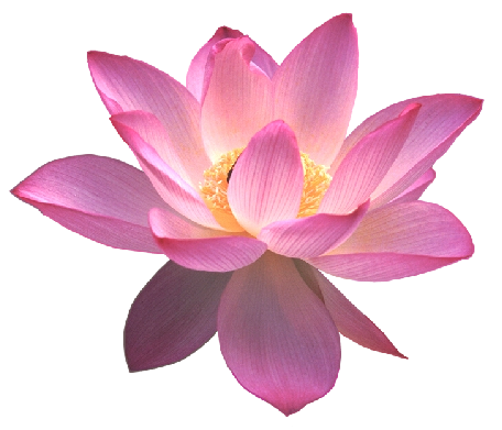 This png image - Lotus Clipart, is available for free download