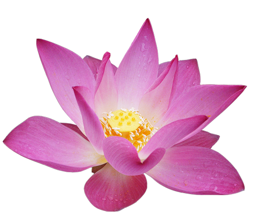 This png image - Lotus Flower Clipart, is available for free download