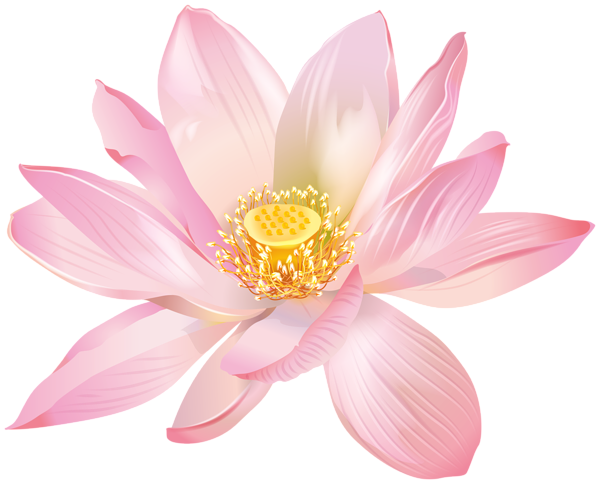 Lotus Flower Transparent Image. 