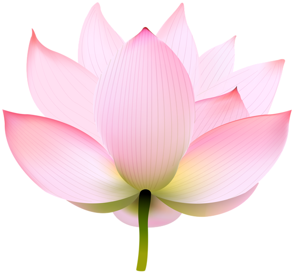 This png image - Lotus Transparent PNG Image, is available for free download