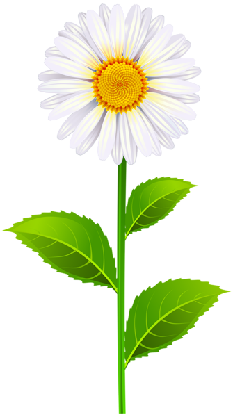 Marguerite PNG Clip Art Image | Gallery Yopriceville - High-Quality ...