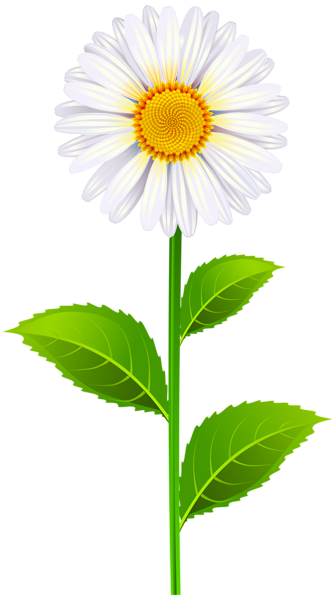 This png image - Marguerite PNG Clip Art Image, is available for free download