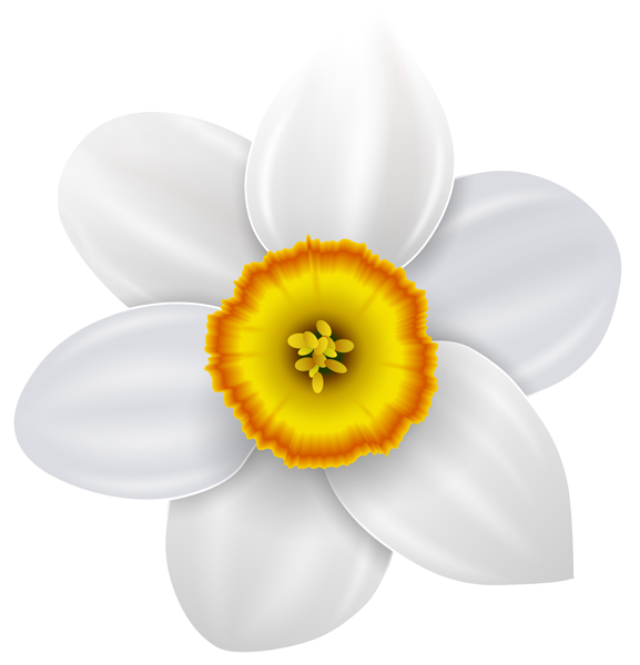 This png image - Narcissus Transparent PNG Clip Art Image, is available for free download