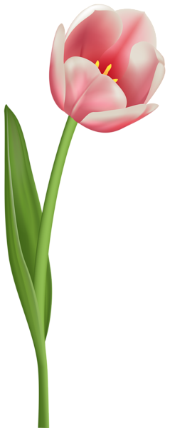 This png image - Open Tulip Transparent PNG Clip Art Image, is available for free download