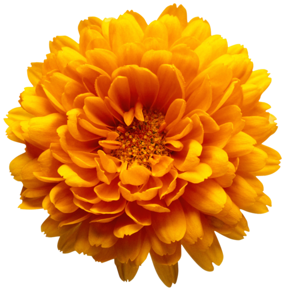 Orange Chrysanthemum Flower Transparent Clip Art Image ...