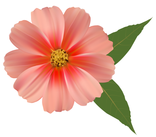 This png image - Orange Flower PNG Image Clipart, is available for free download