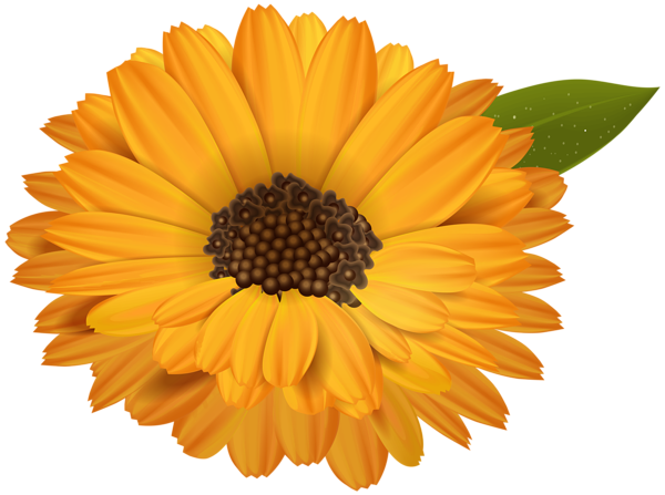 This png image - Orange Flower Transparent Clip Art Image, is available for free download