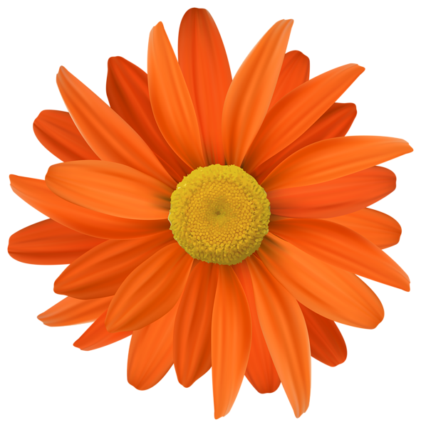 Orange Flower Clip Art Transparent