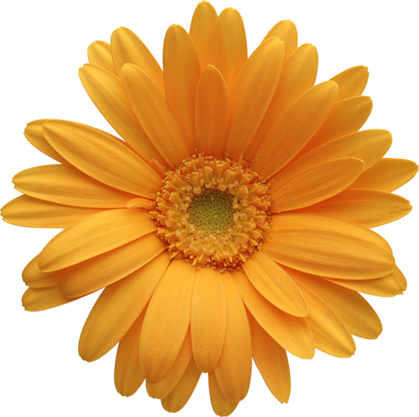 This png image - Orange Gerber Daisy Clipart, is available for free download