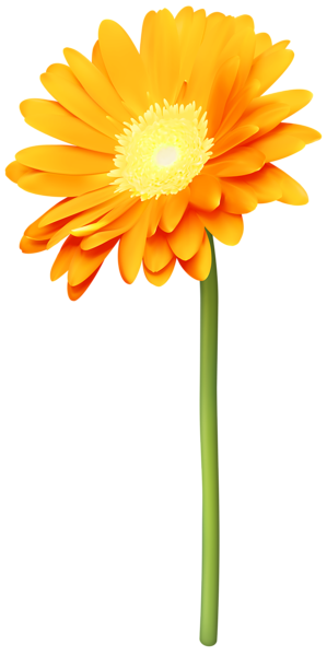 This png image - Orange Gerber Daisy PNG Transparent Clipart, is available for free download