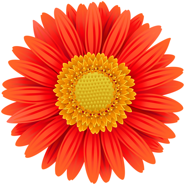 This png image - Orange Gerbera Transparent Clip Art PNG Image, is available for free download
