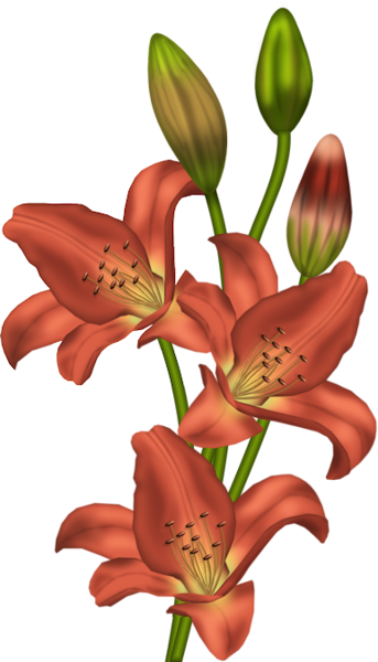 This png image - Orange Lilium Clipart, is available for free download