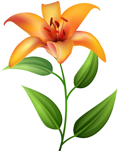 This png image - Orange Lilium Transparent Clip Art, is available for free download