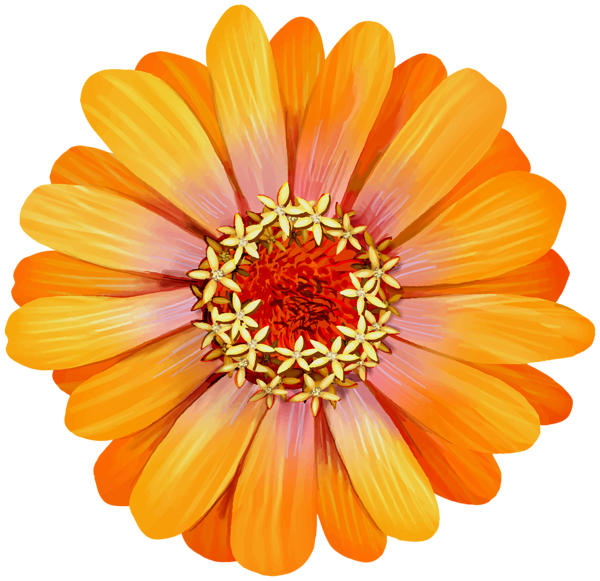 This png image - Orange Zinnia Flower Transparent Image, is available for free download