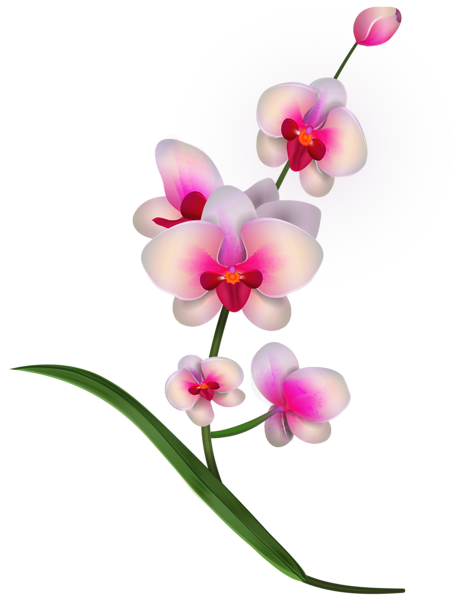 Orchid Clipart PNG Image  Gallery Yopriceville  HighQuality Images and Transparent PNG Free 