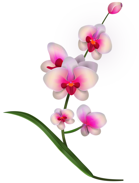 This png image - Orchid Clipart PNG Image, is available for free download
