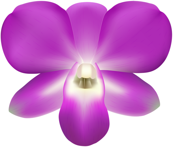 This png image - Orchid Decorative PNG Clip Art Image, is available for free download