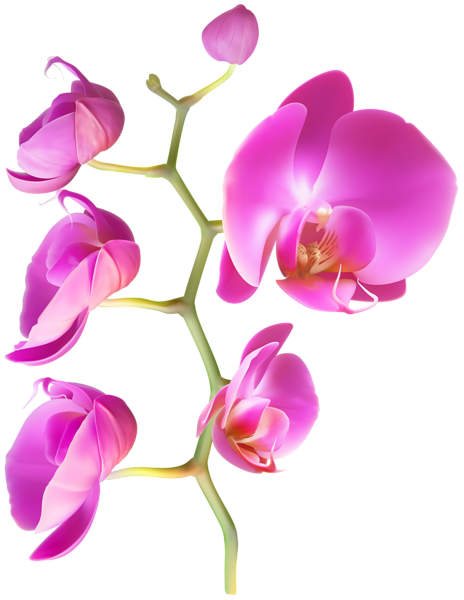 This png image - Orchid Flower Clipart Image, is available for free download