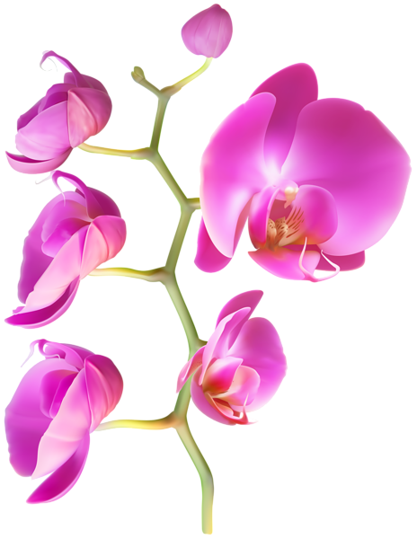 Orchid Flower Clipart Image | Gallery Yopriceville - High-Quality