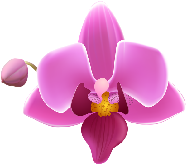 This png image - Orchid Flower Transparent Image, is available for free download