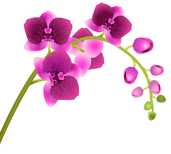 Orchid Flower Transparent PNG Clip Art Image  Gallery Yopriceville  HighQuality Images and 