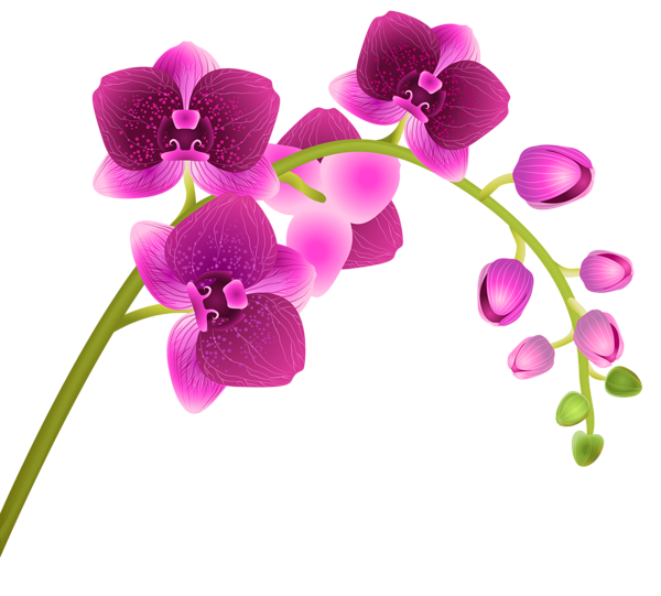 This png image - Orchid Flower Transparent PNG Clip Art Image, is available for free download