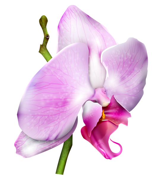 This png image - Orchid PNG Clipart Image, is available for free download