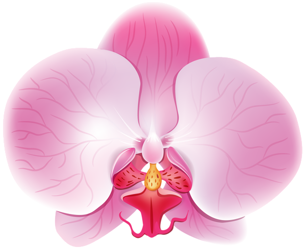 This png image - Orchid Pink PNG Clip Art Image, is available for free download