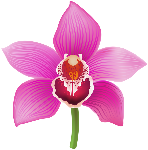 This png image - Orchid Transparent Image, is available for free download
