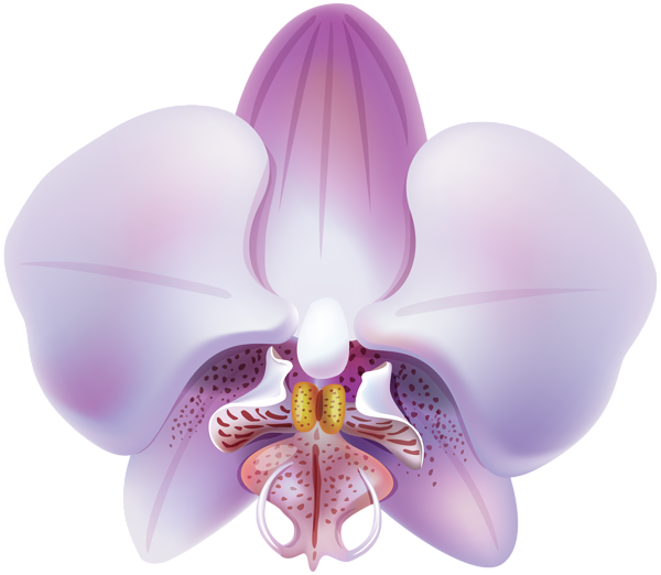 This png image - Orchid Transparent PNG Clip Art, is available for free download