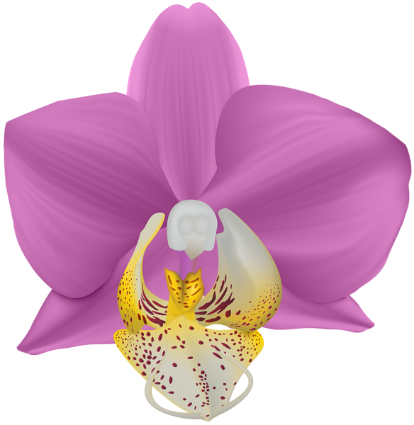 This png image - Orchid Transparent PNG Clip Art Image, is available for free download