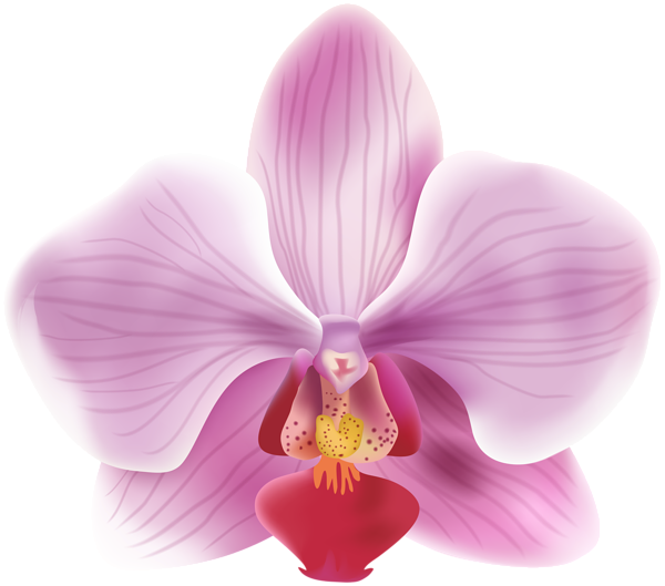 Orchid Transparent PNG Image | Gallery Yopriceville - High-Quality Free ...