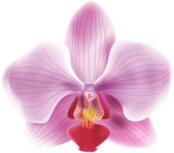 This png image - Orchid Transparent PNG Image, is available for free download