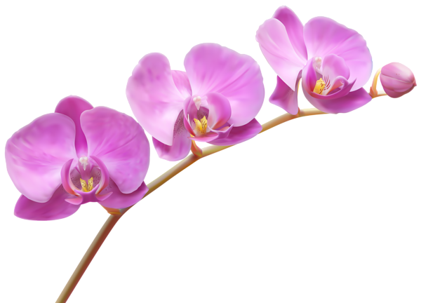 This png image - Orchids Transparent PNG Clip Art Image, is available for free download