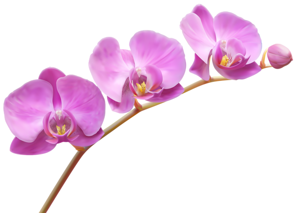 Orchids Transparent PNG Clip Art Image | Gallery Yopriceville - High