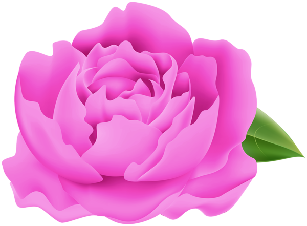 This png image - Peony PNG Clipart, is available for free download