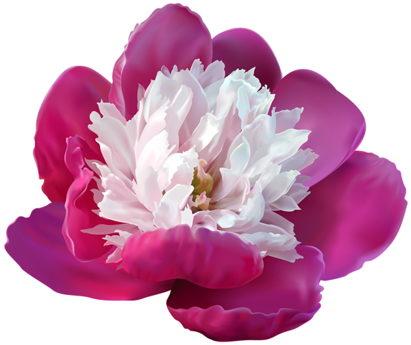 This png image - Peony Transparent PNG Clip Art Image, is available for free download