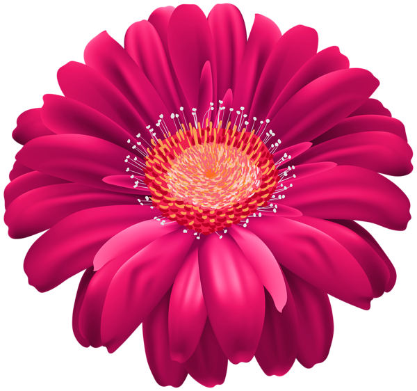 This png image - Pibk Gerber Flower PNG Transparent Clipart, is available for free download